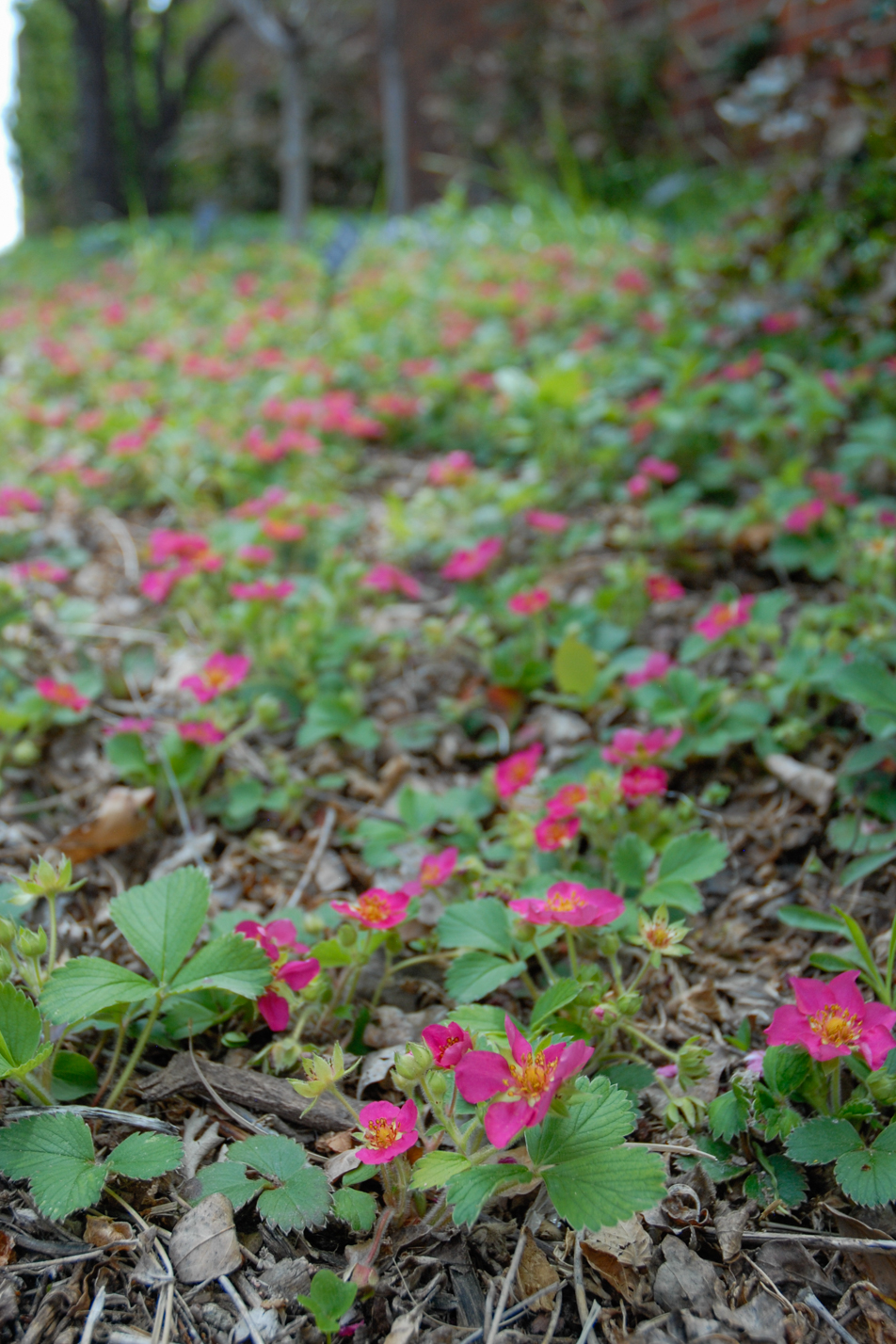 Pink Panda Strawberry
